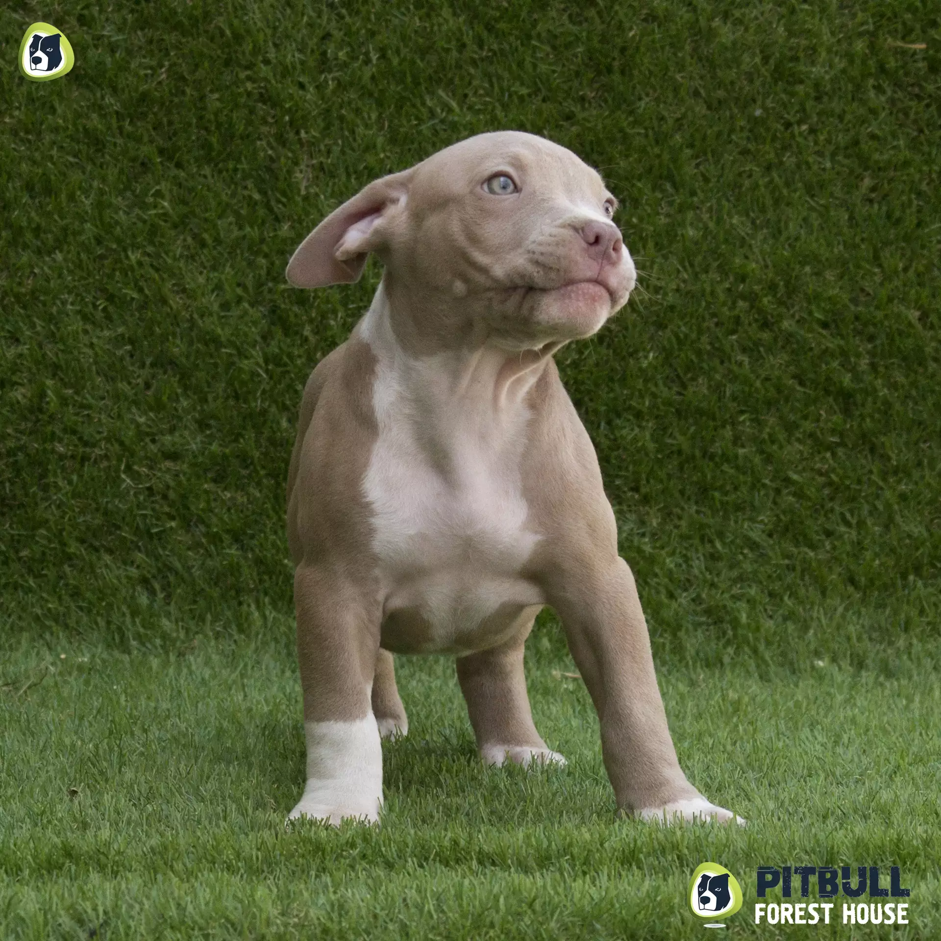 Fawn american pitbull hot sale terrier
