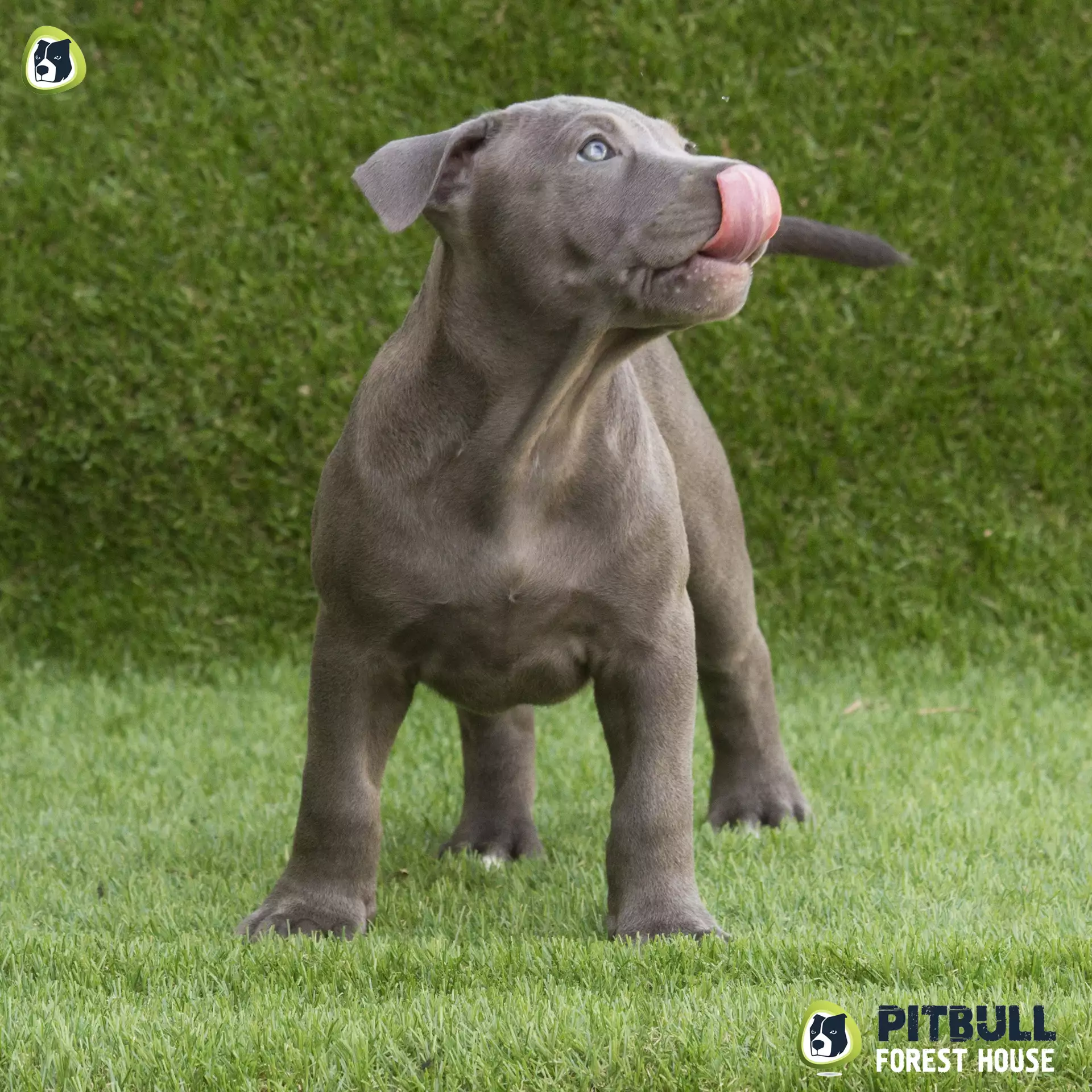 pitbull forest house