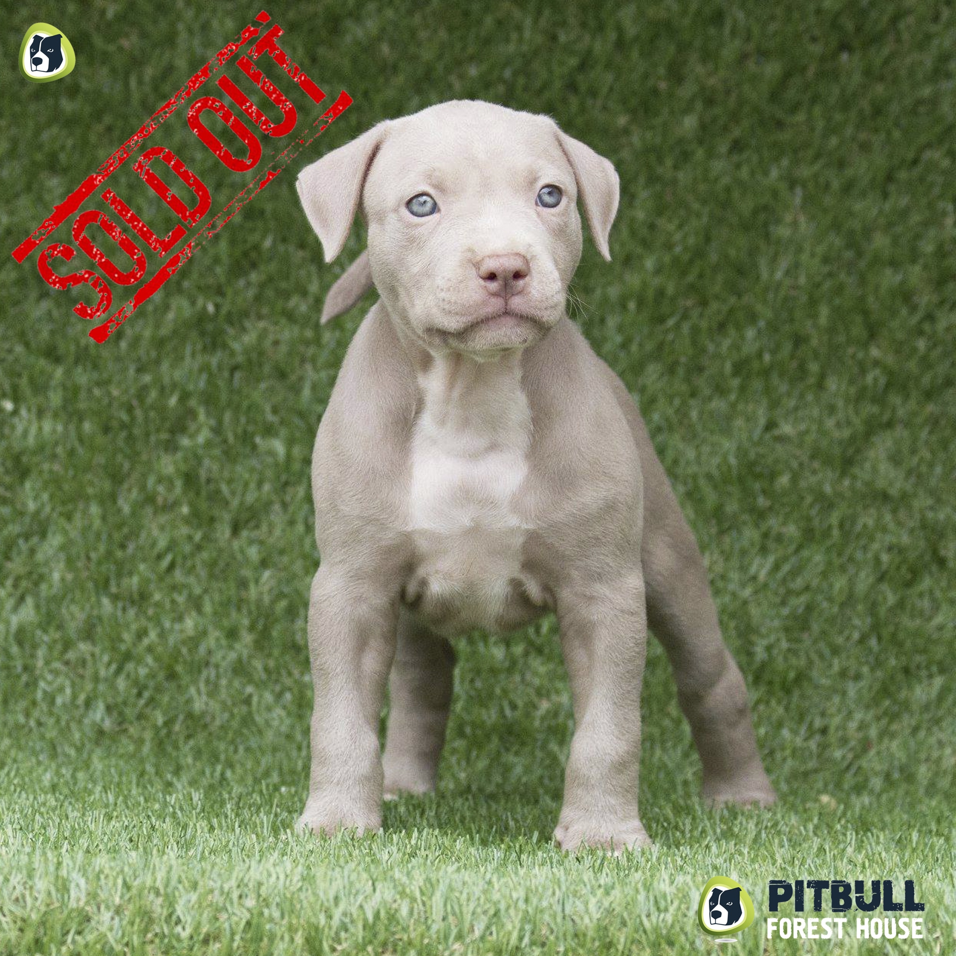 Cucciolo pitbull silver