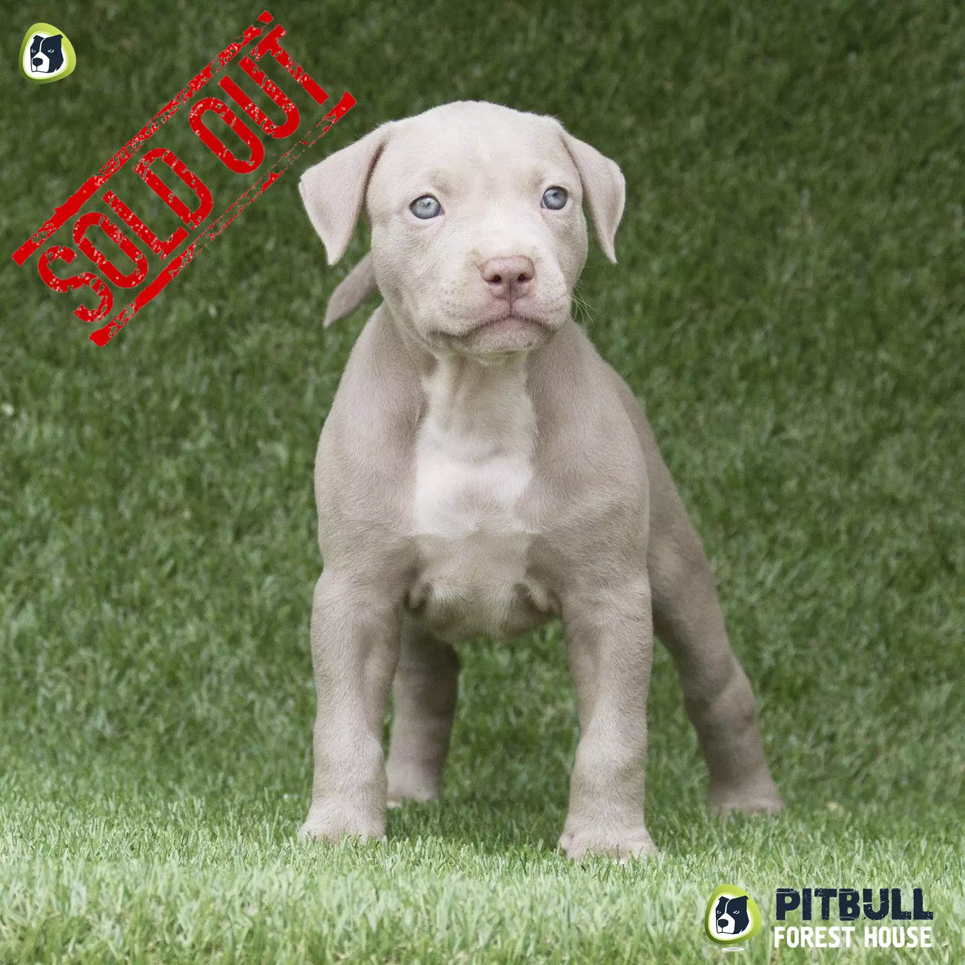 Pitbull Lab Mix Puppies For Sale, Pitbull Lab Mix Puppies Price Online : Make a down or full payment today to reserve or get your new fur baby.