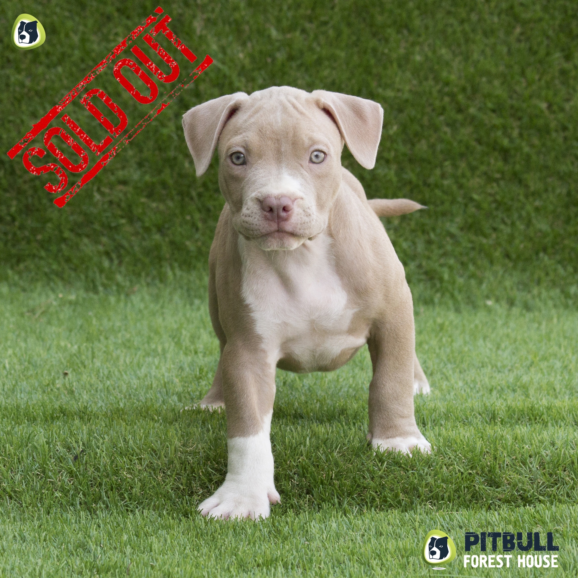 cucciolo-pitbull-champagne