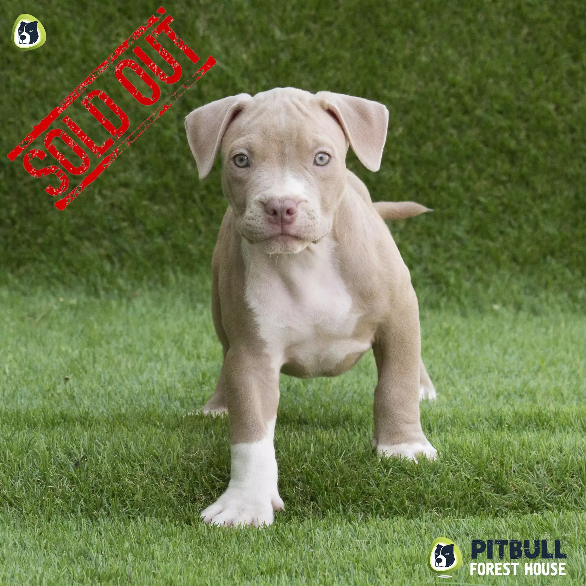 Pitbull Puppies For Sale American Pitbull Terrier Breeding Centre Pitbull Forest House