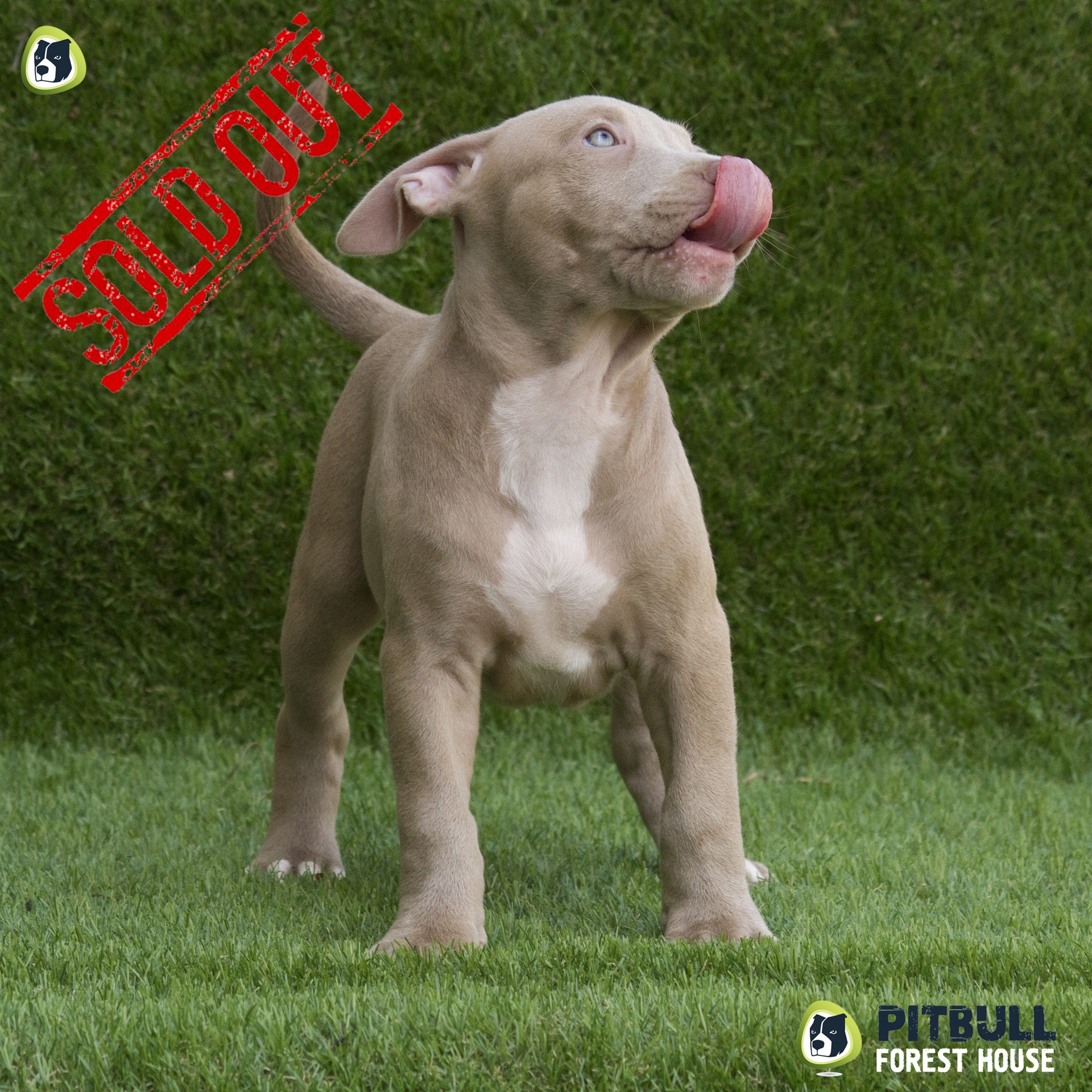 pitbull red nose Ventimiglia