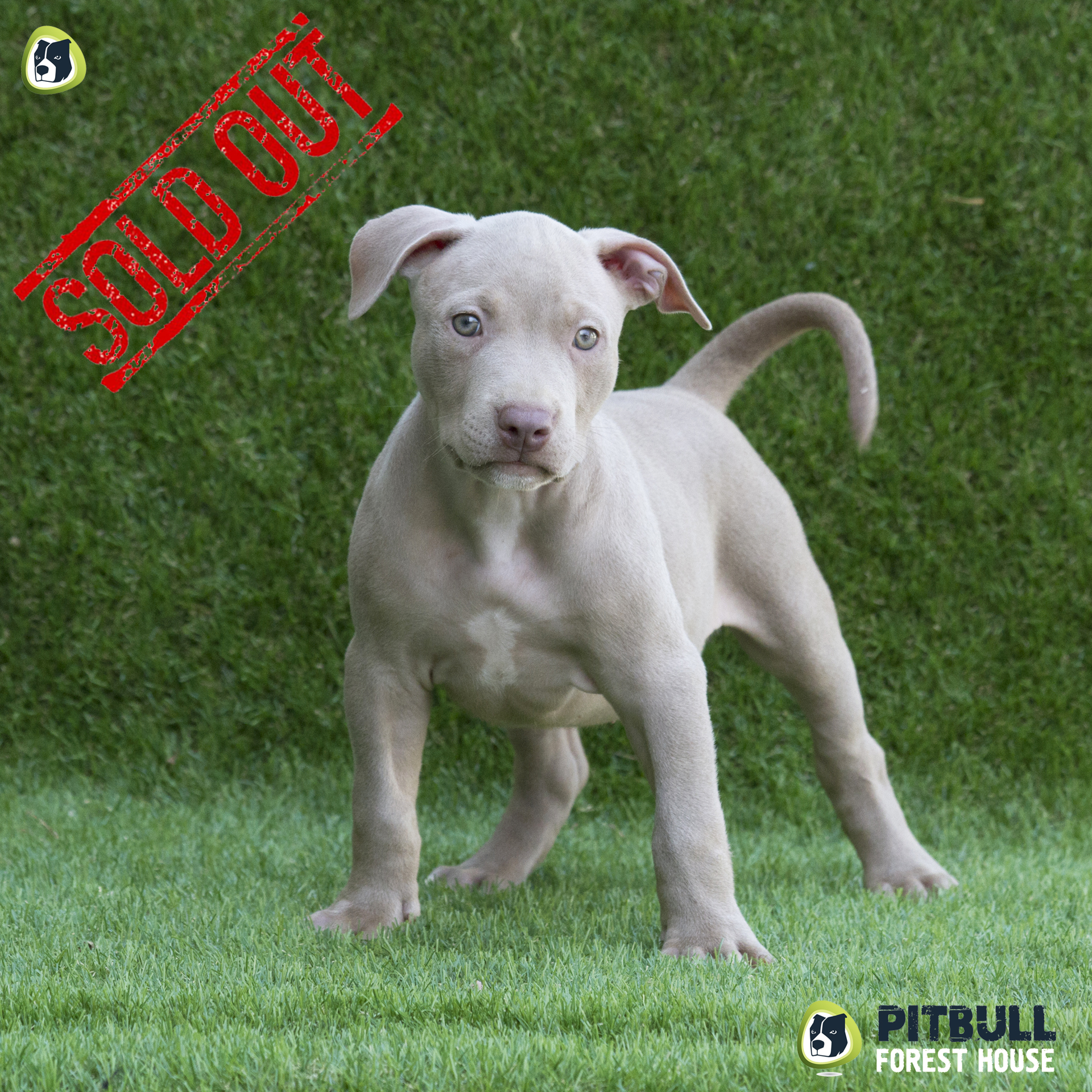 american-pitbull-terrier