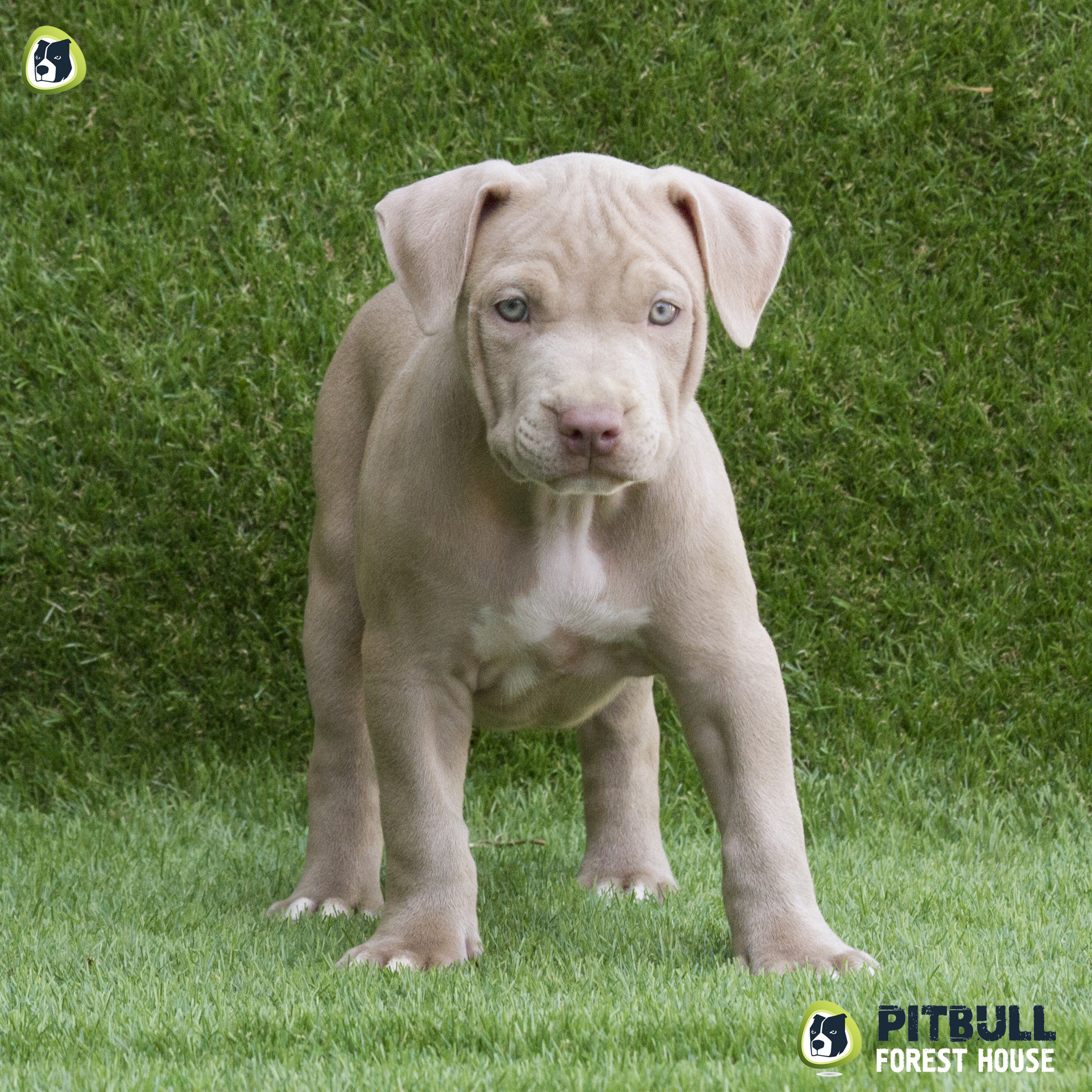 pitbull forest house