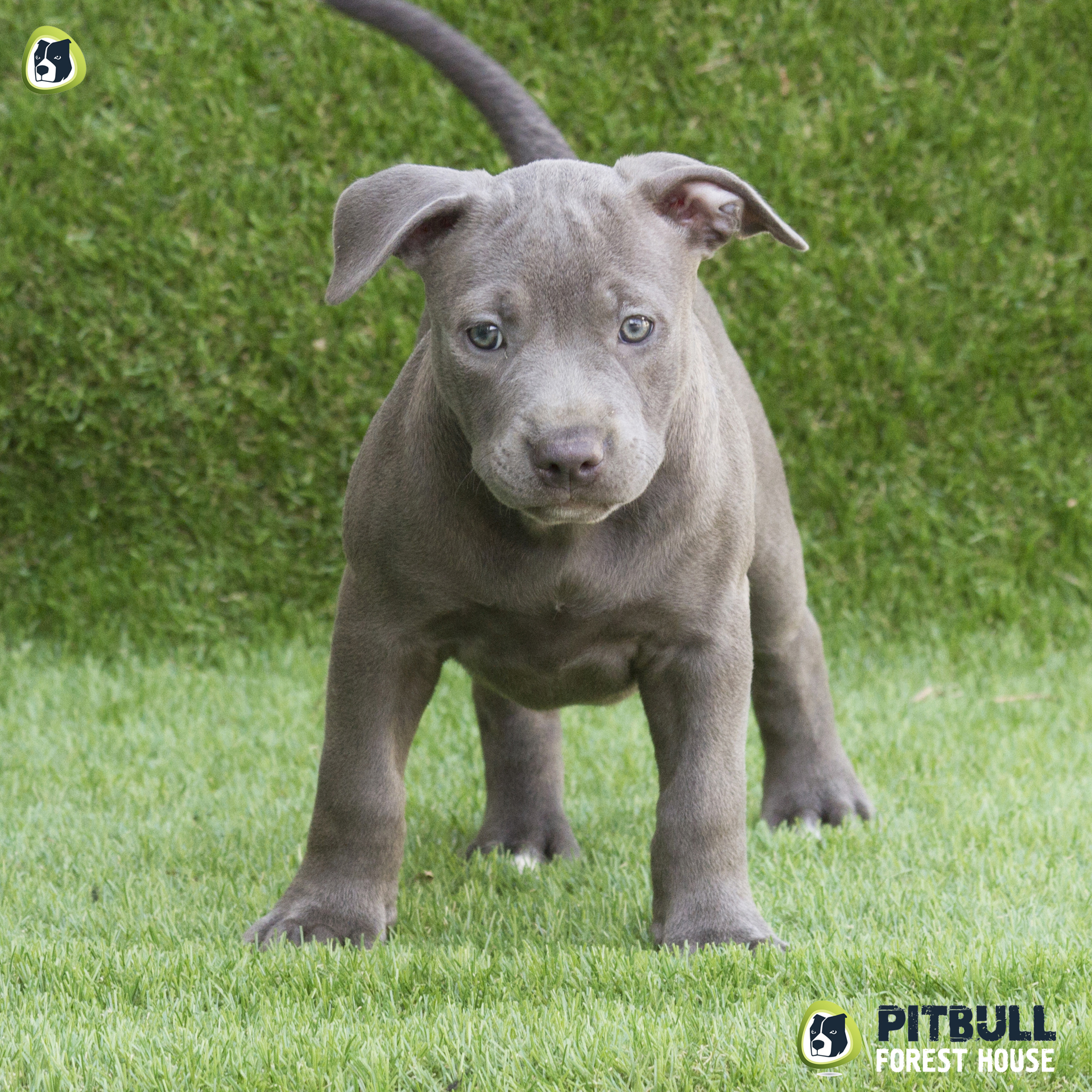 pitbull forest house