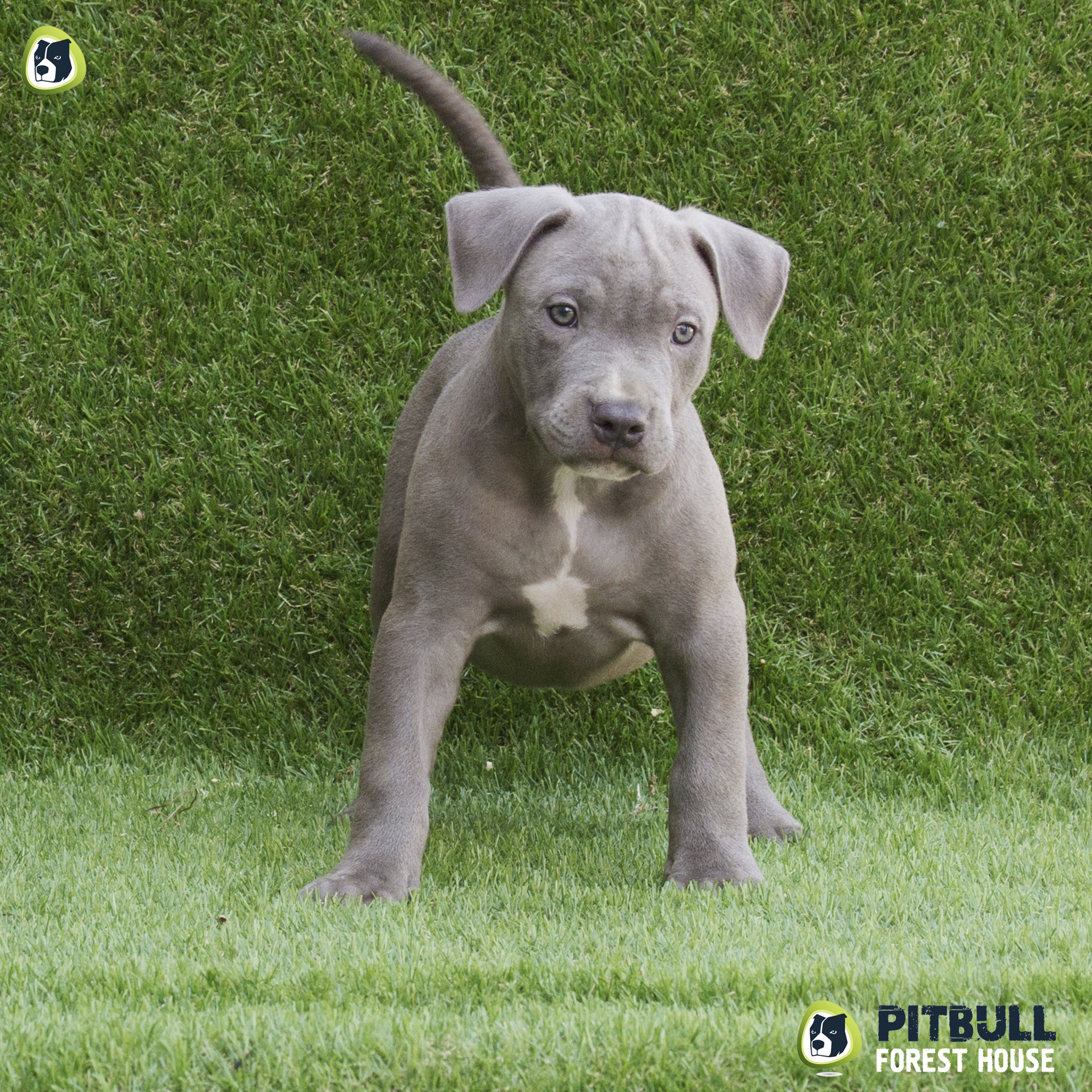 pitbull forest house