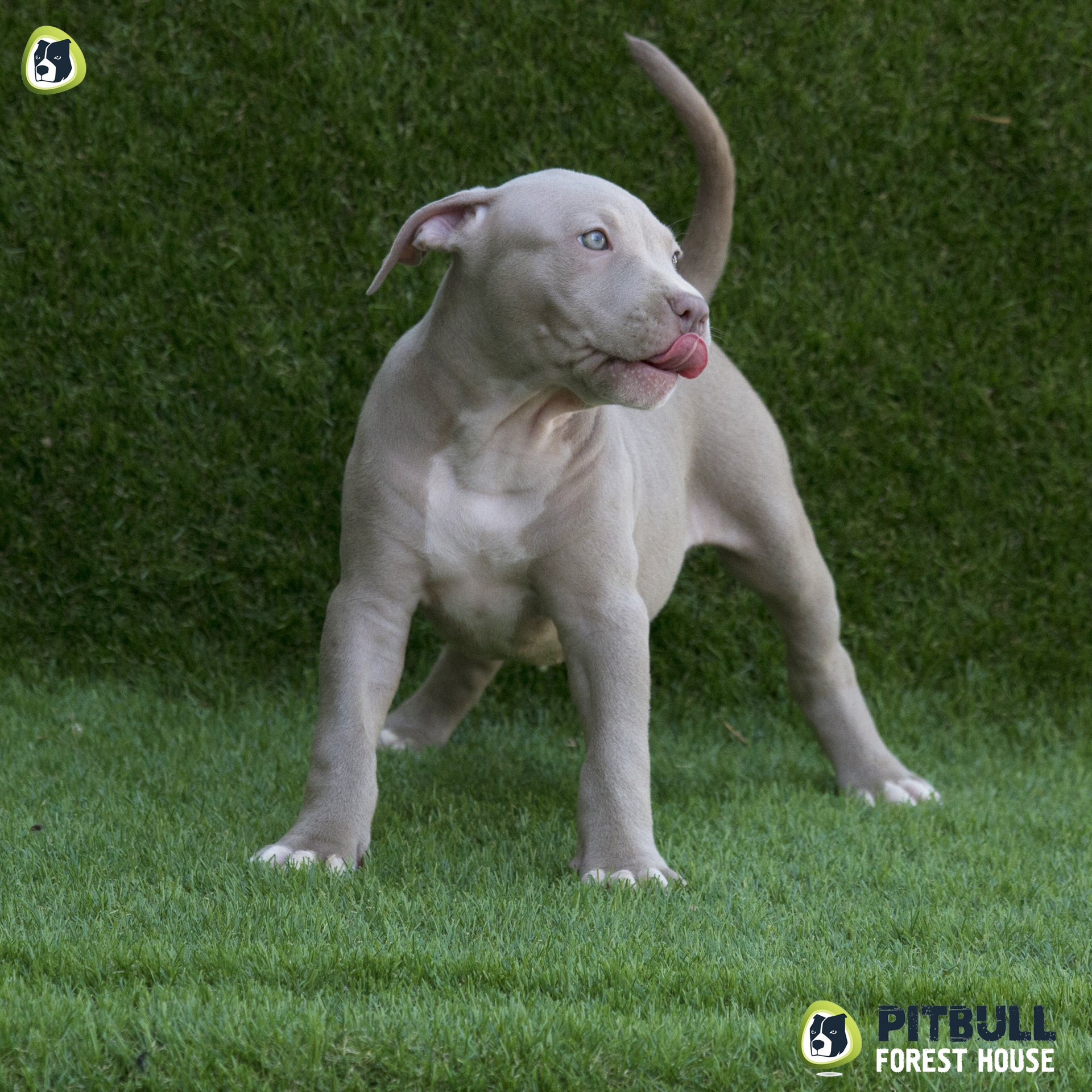 pitbull forest house