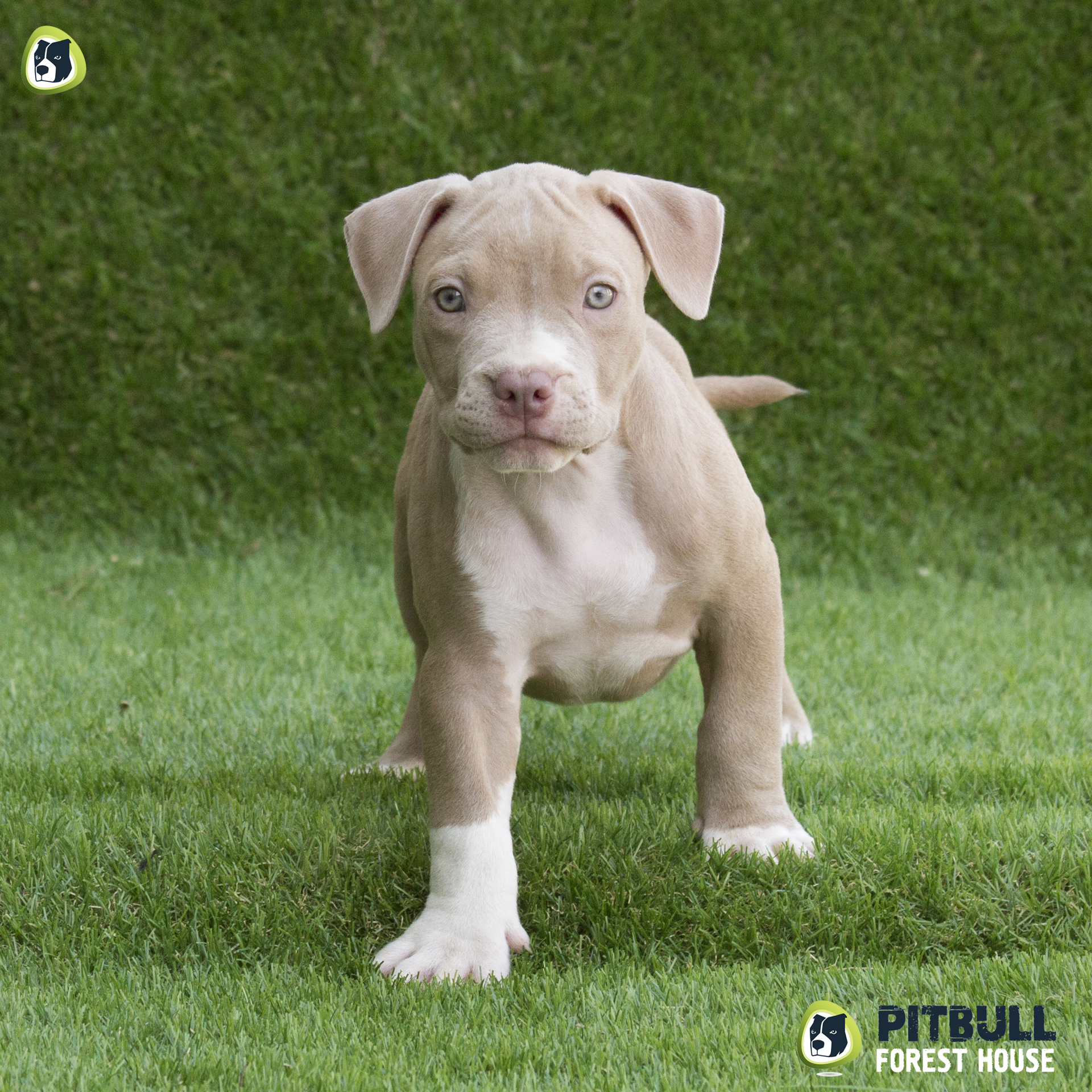 pitbull forest house