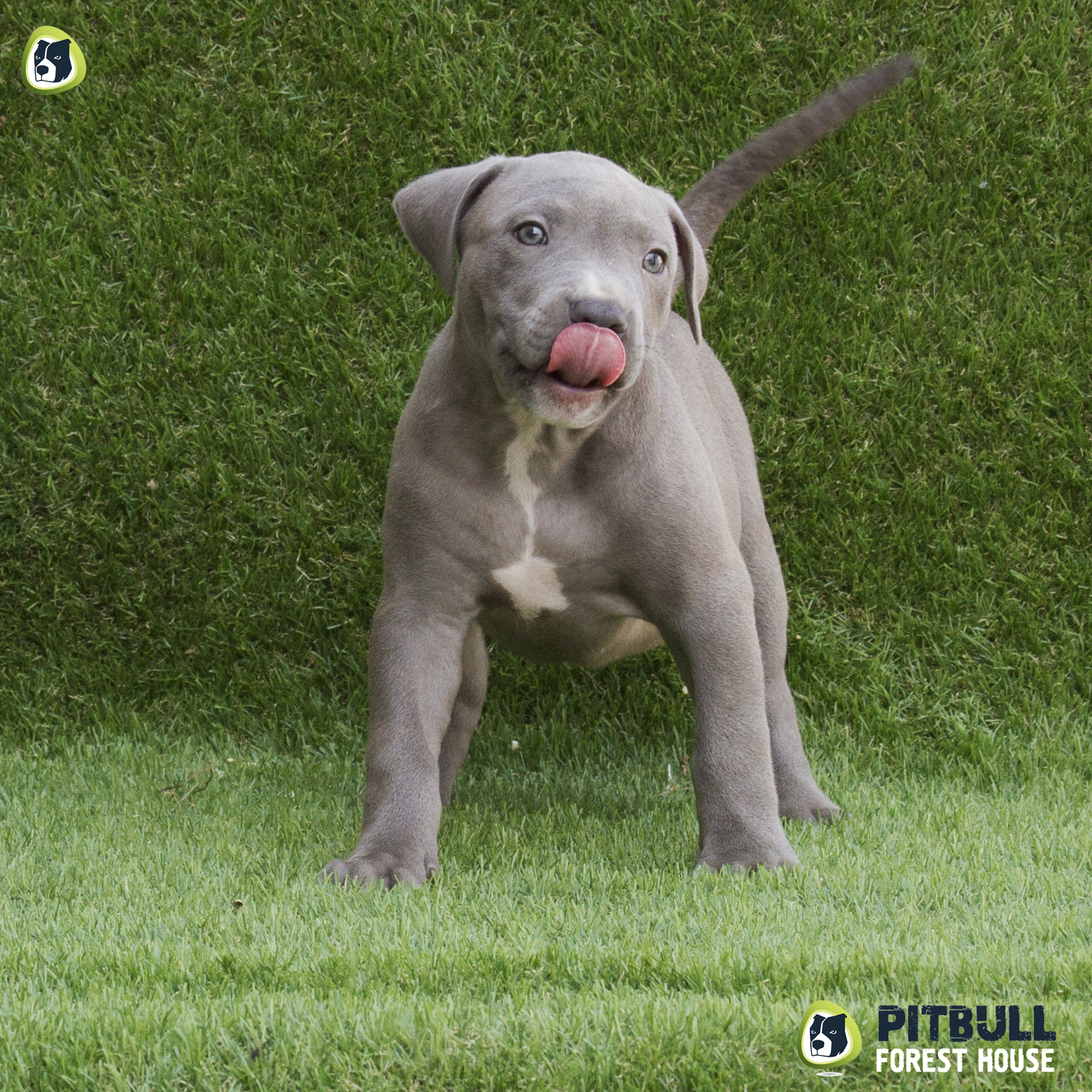 pitbull forest house