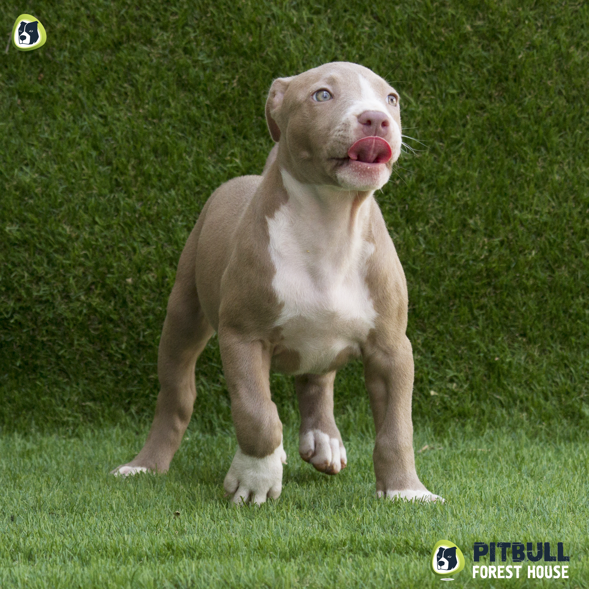 pitbull forest house