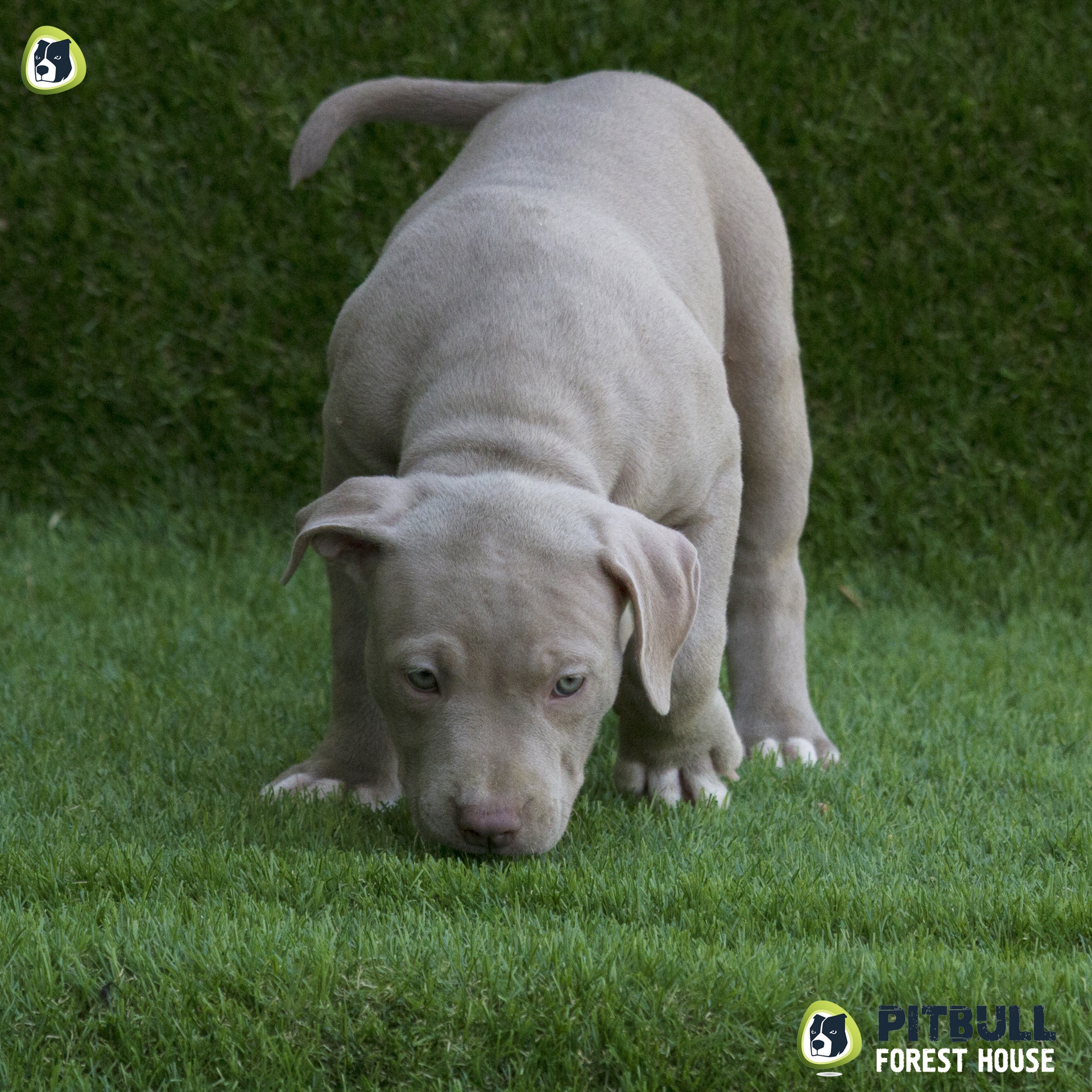 pitbull forest house