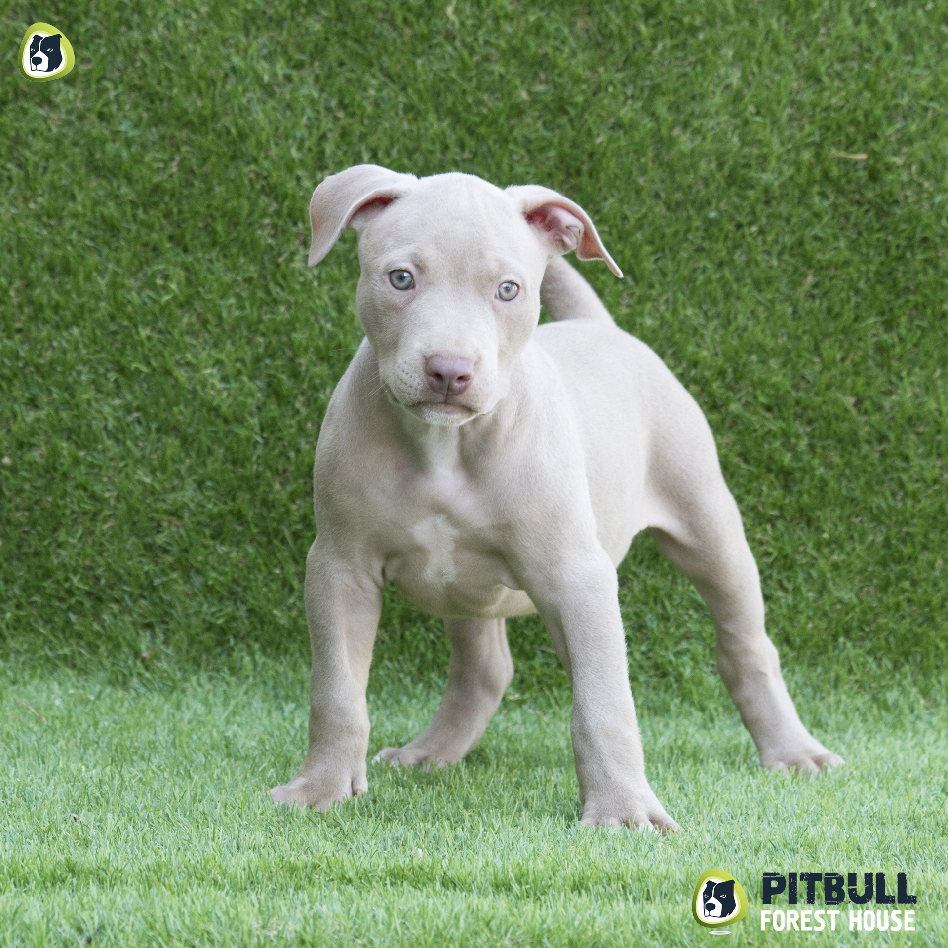 pitbull forest house