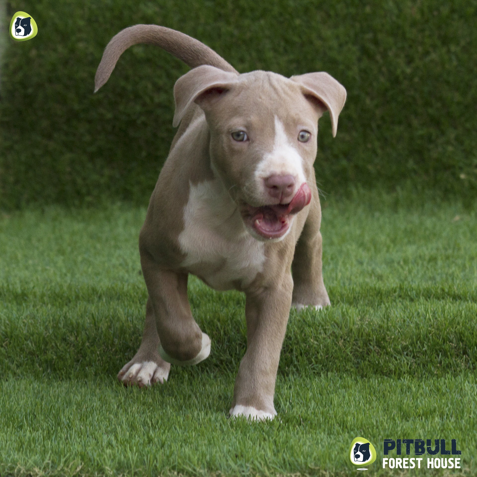 pitbull forest house