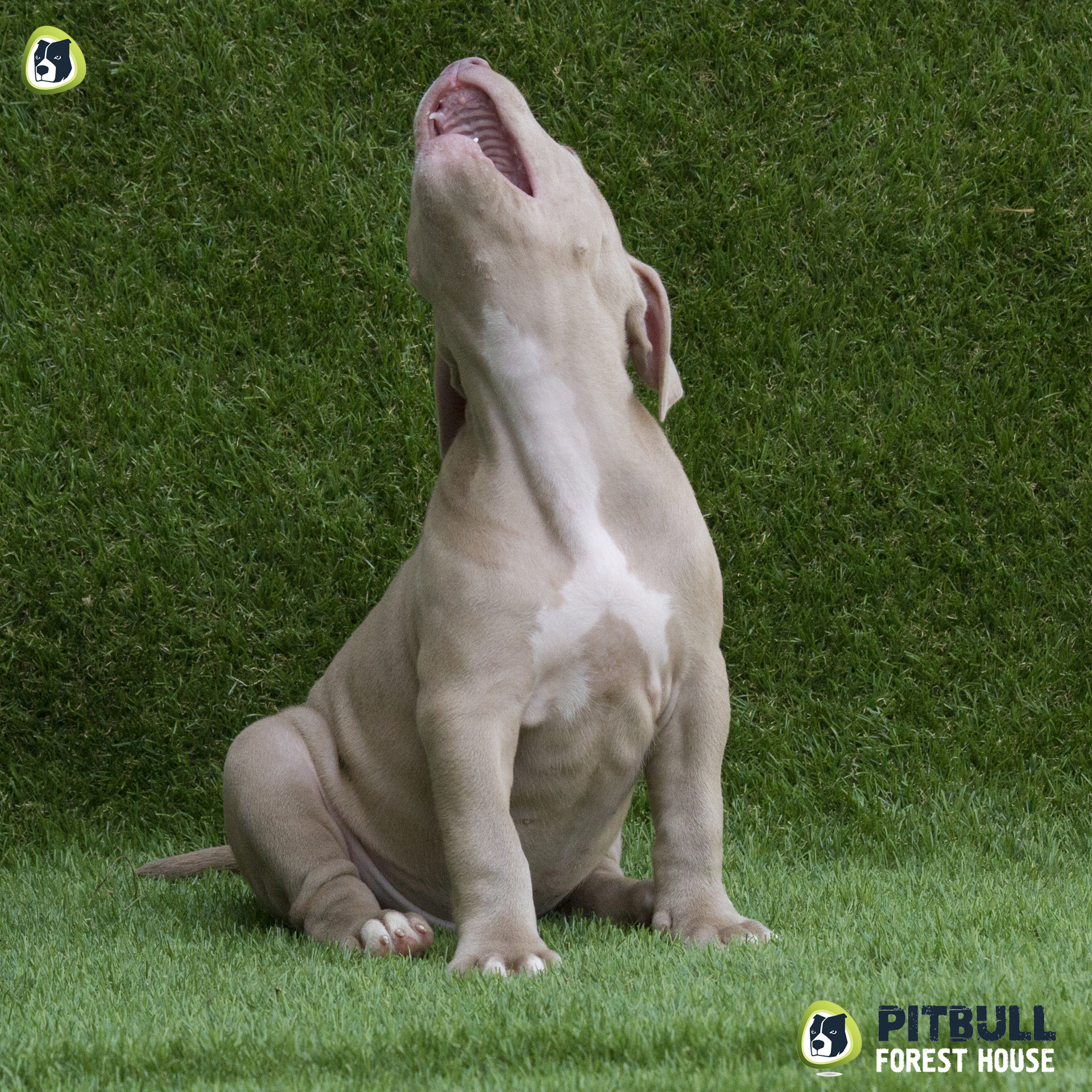 pitbull forest house