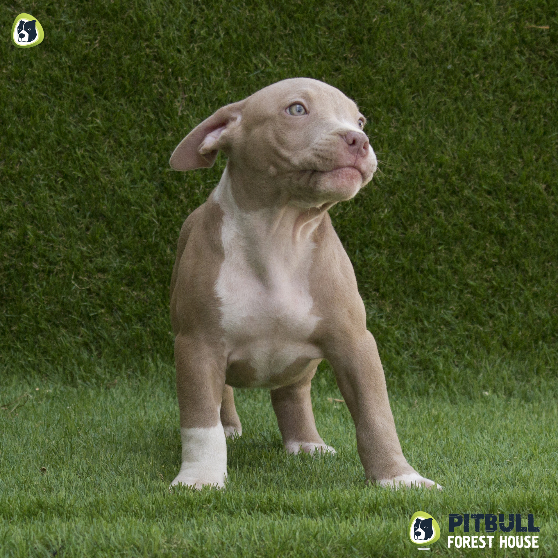 pitbull forest house