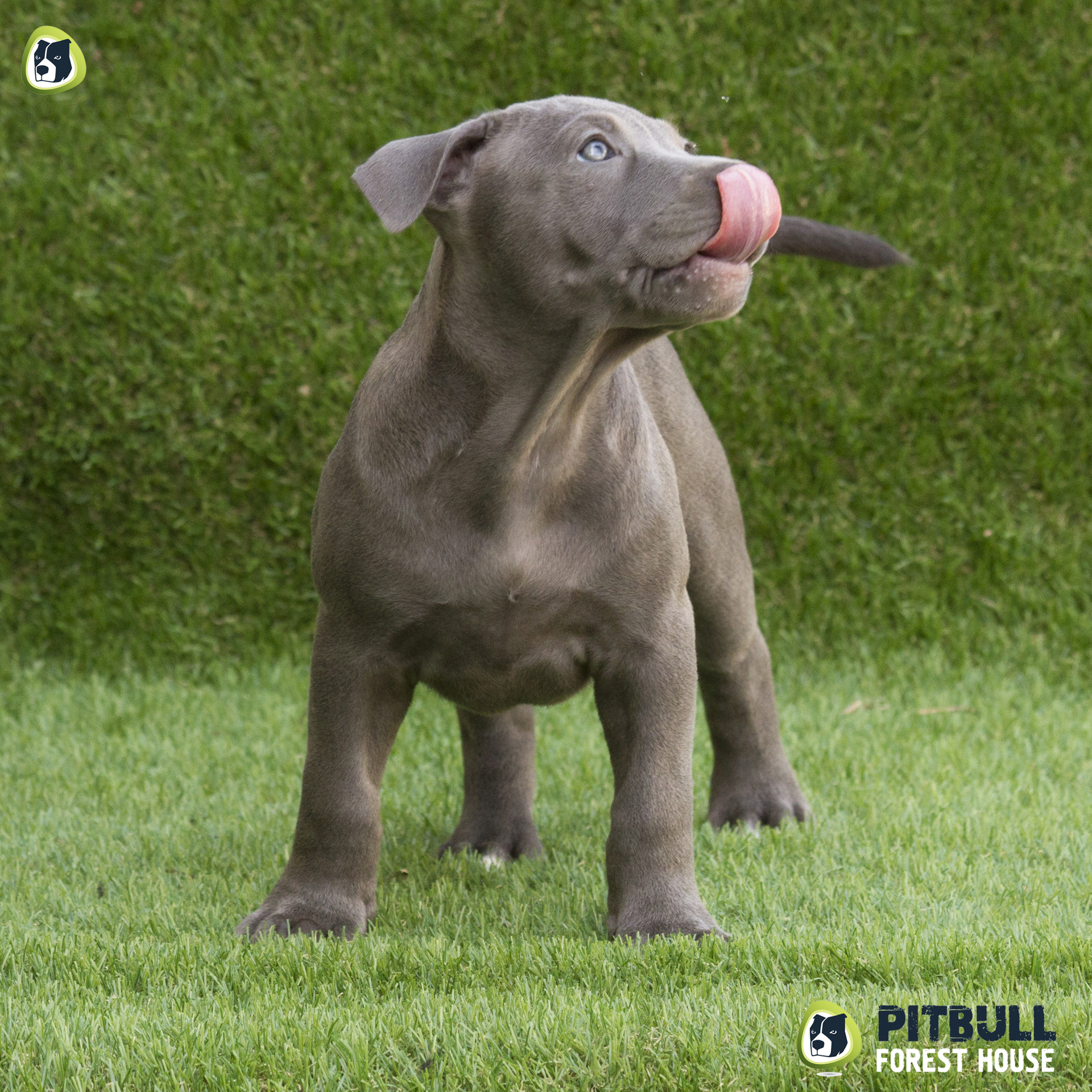 pitbull forest house