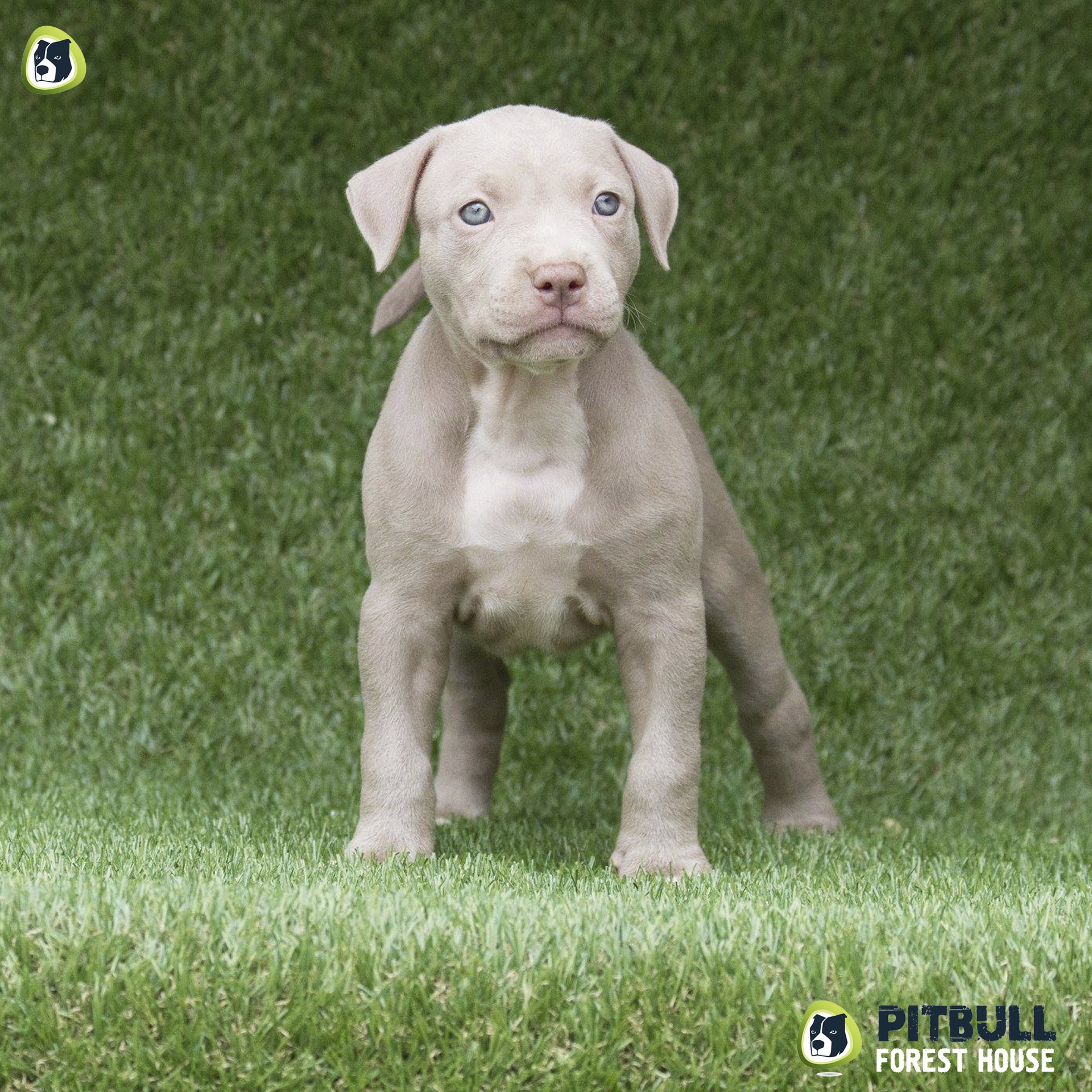 pitbull forest house