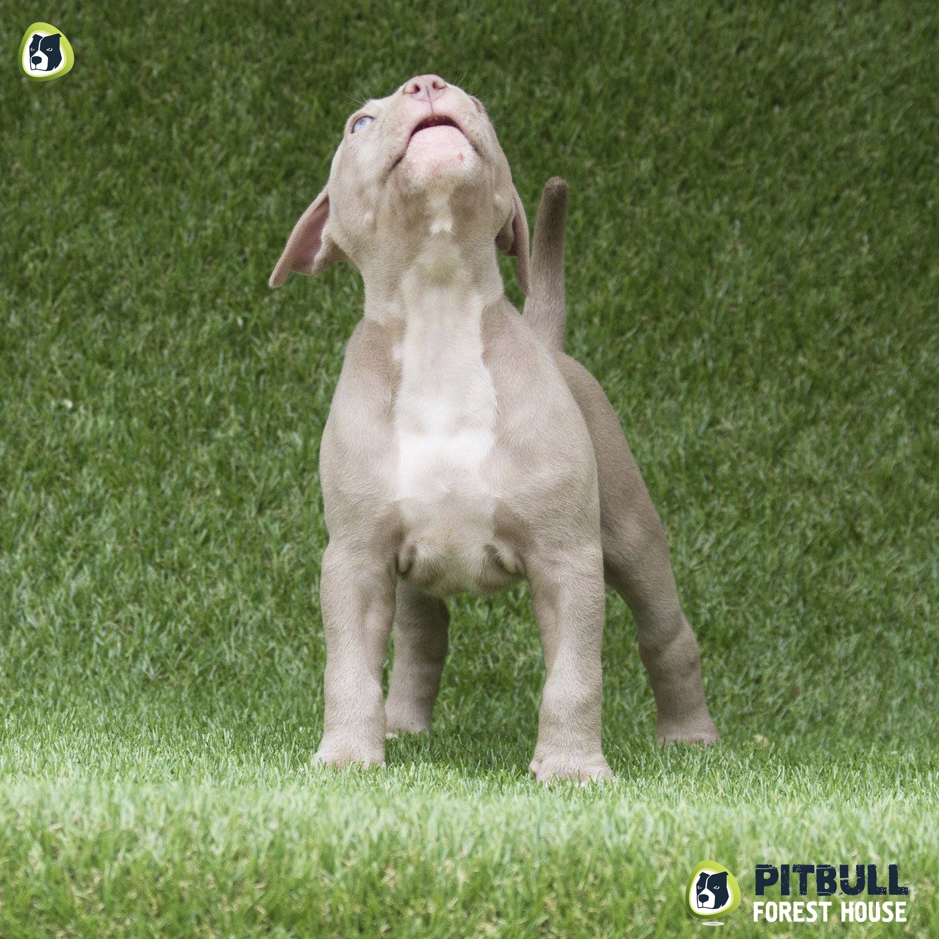 pitbull forest house