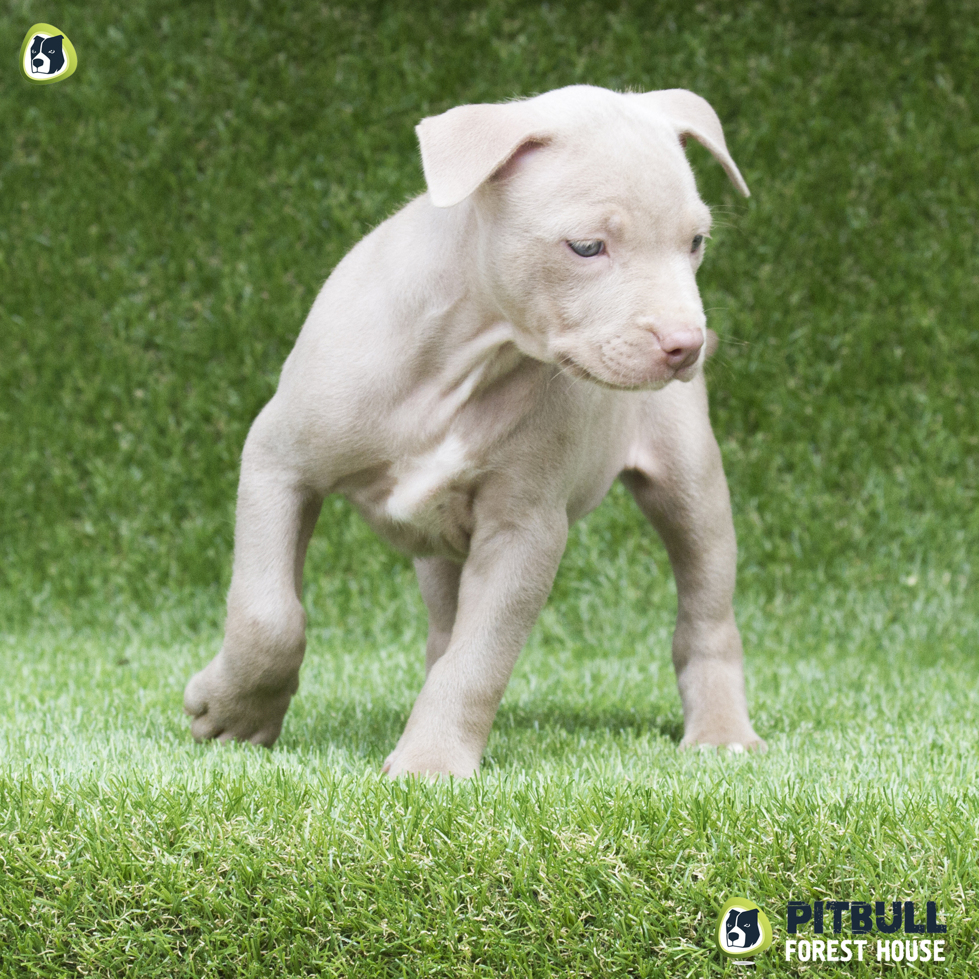 pitbull forest house
