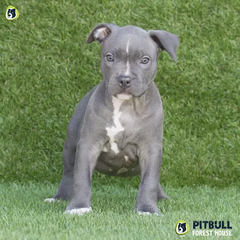 pitbull forest house
