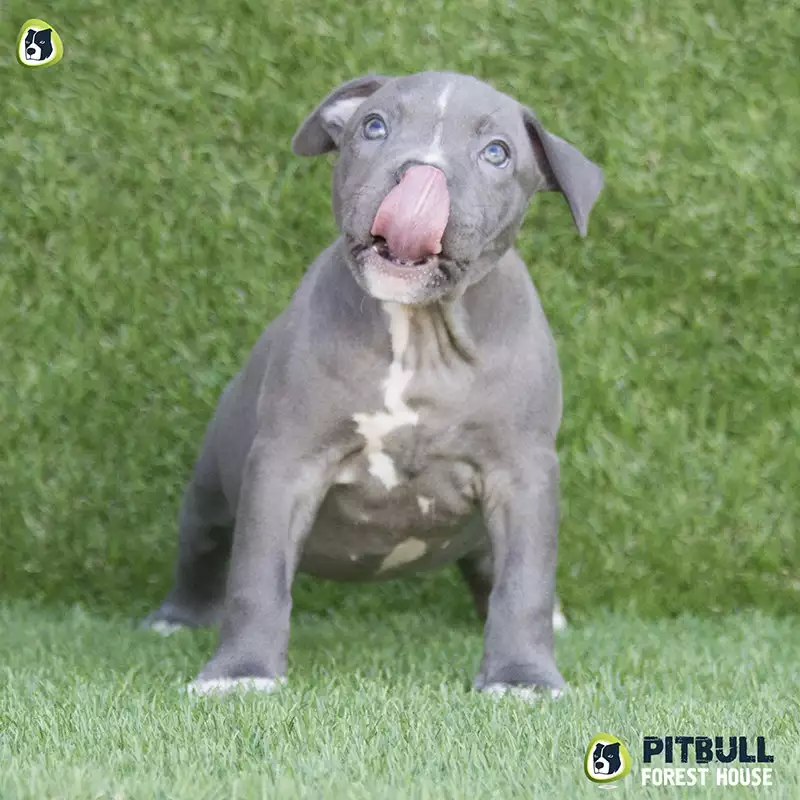 pitbull forest house