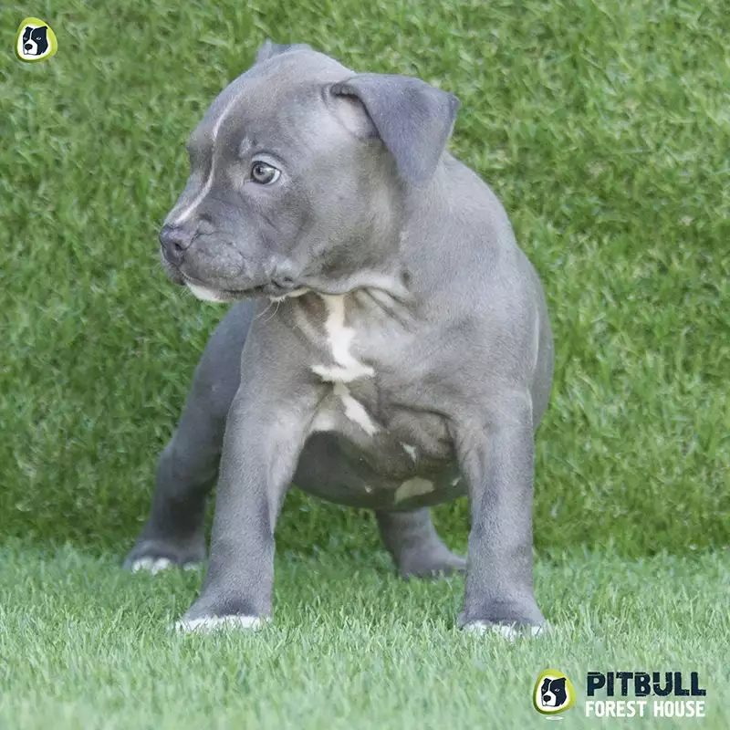 pitbull forest house