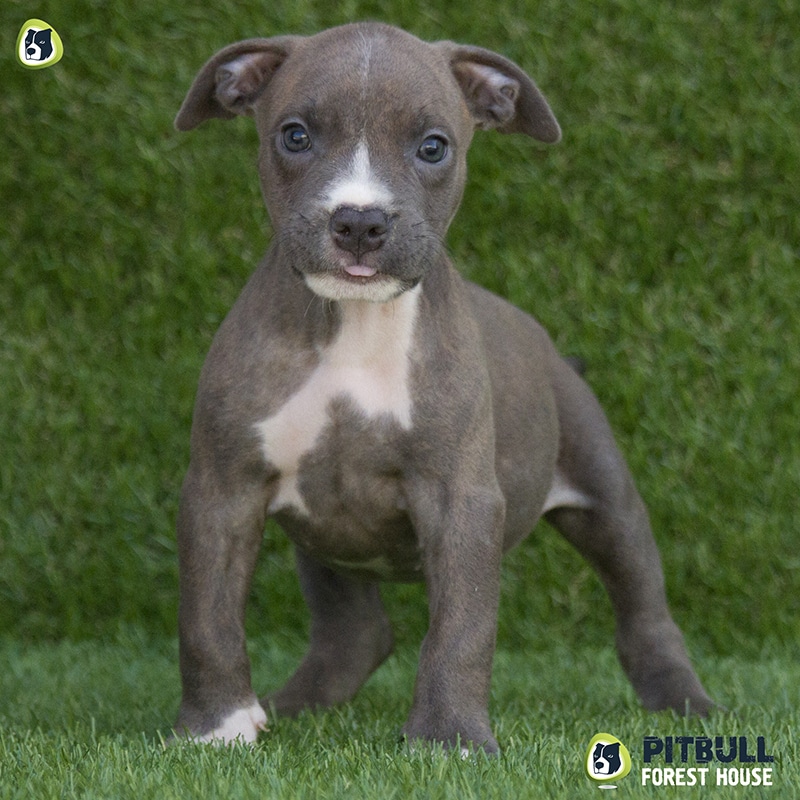 Ukc american pitbull terrier puppies for sale cheap