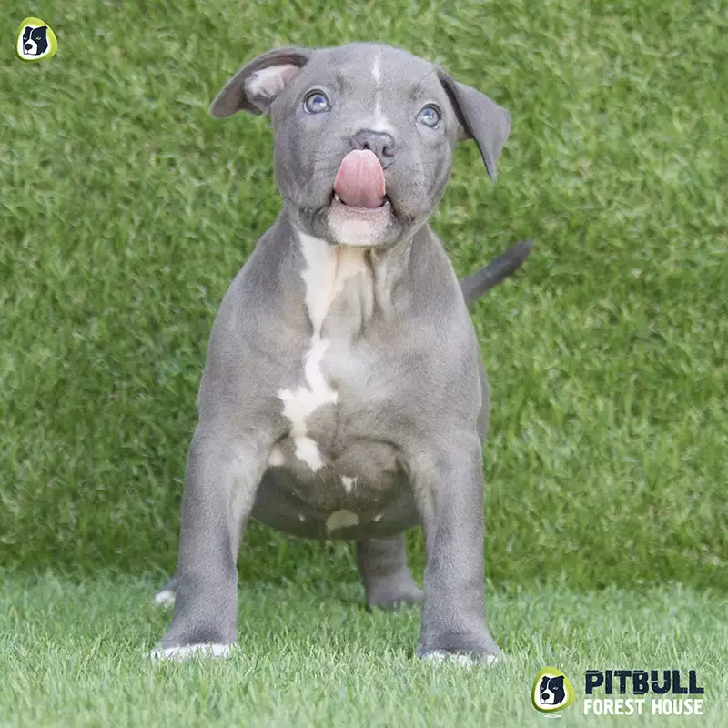 pitbull forest house