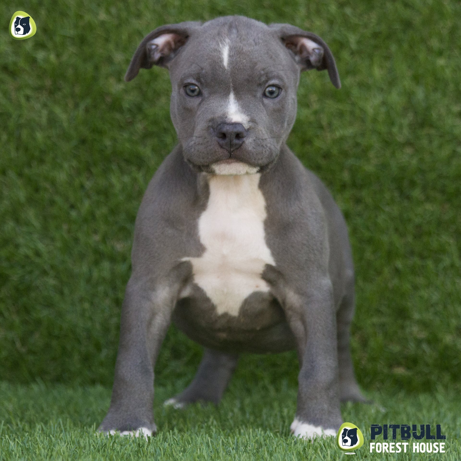 blue-nose-pitbull-New-York