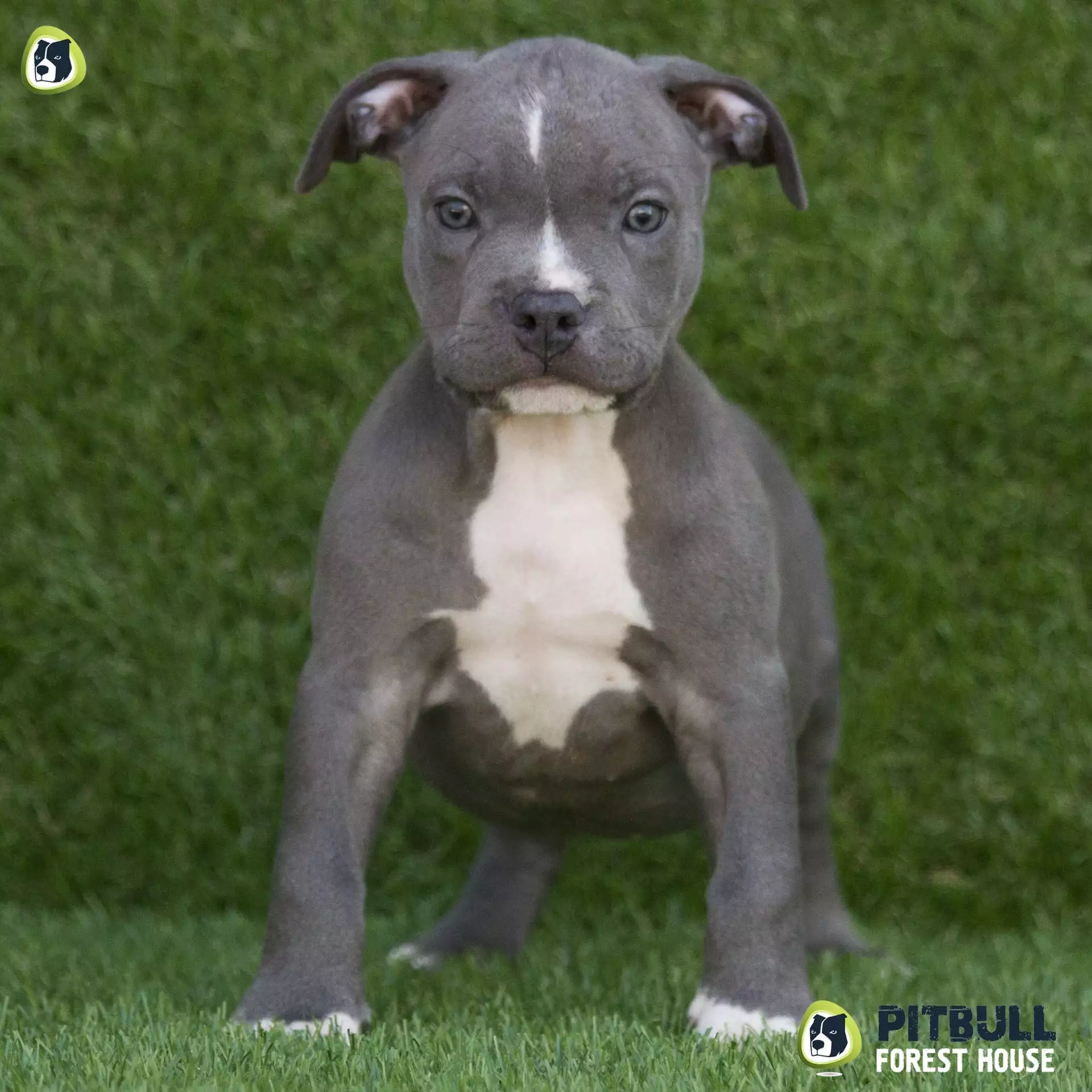 blue nosed pitbull puppy
