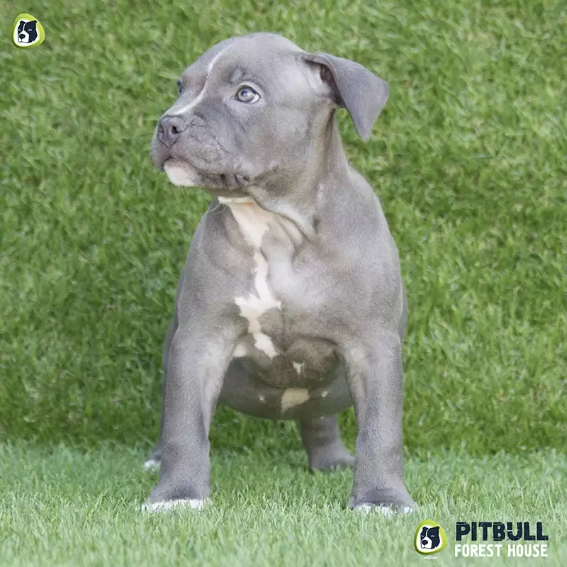 pitbull forest house