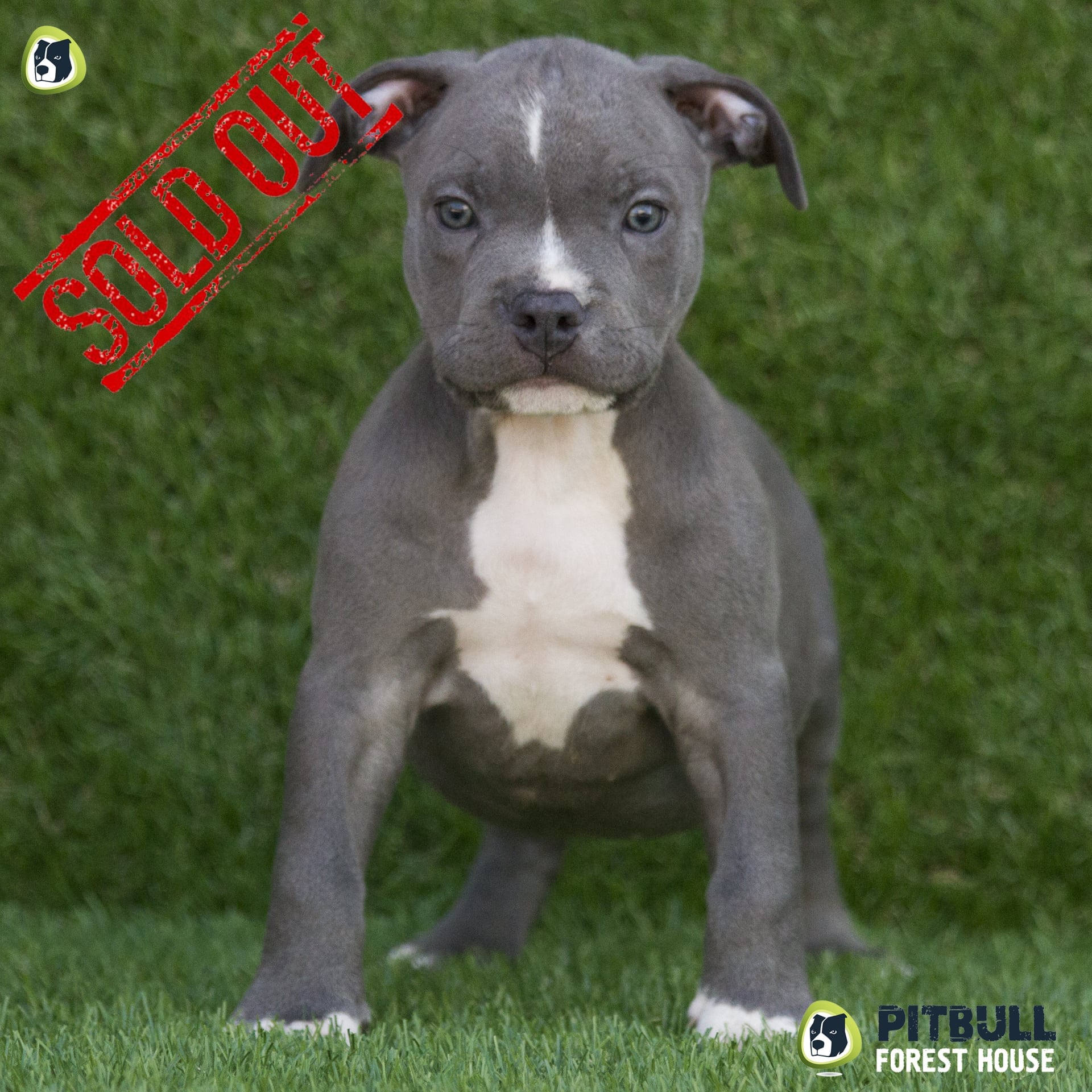 Cuccioli di Pitbull blu nose & red nose American Pitbull Terrier UKC Cuccioli di Pitbull blu nose & red nose American Pitbull Terrier UKC