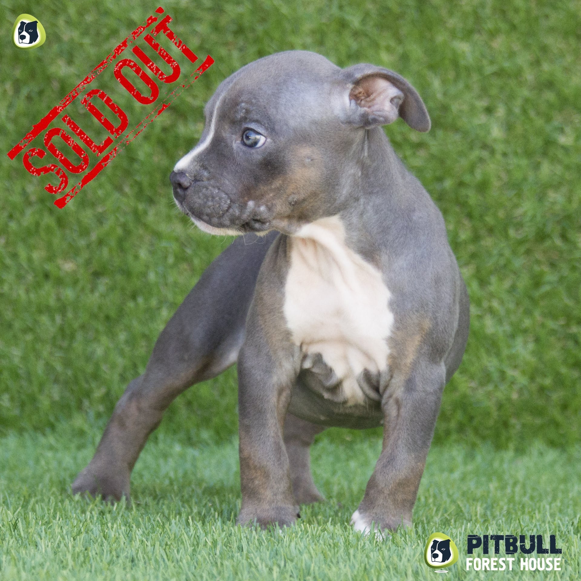 american pitbull terrier ukc puppy