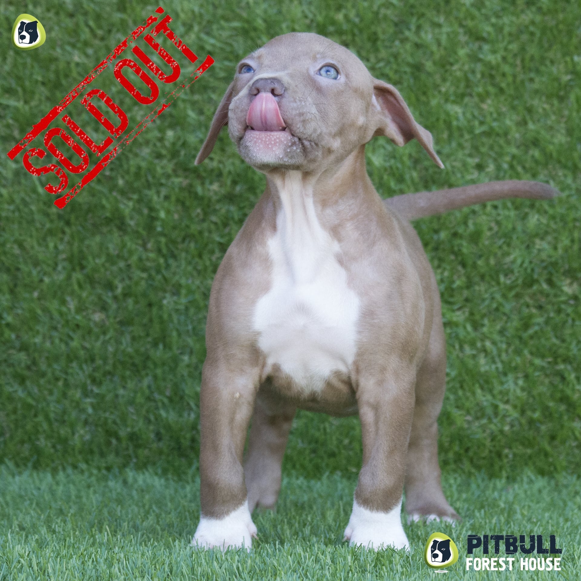 pitbull red nose cuccioli