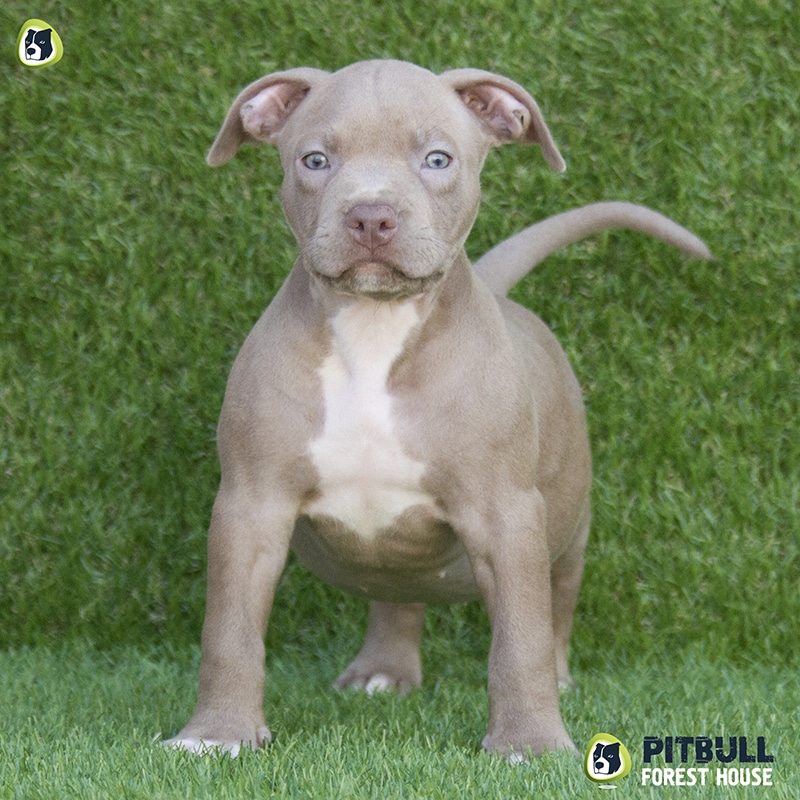 pitbull forest house