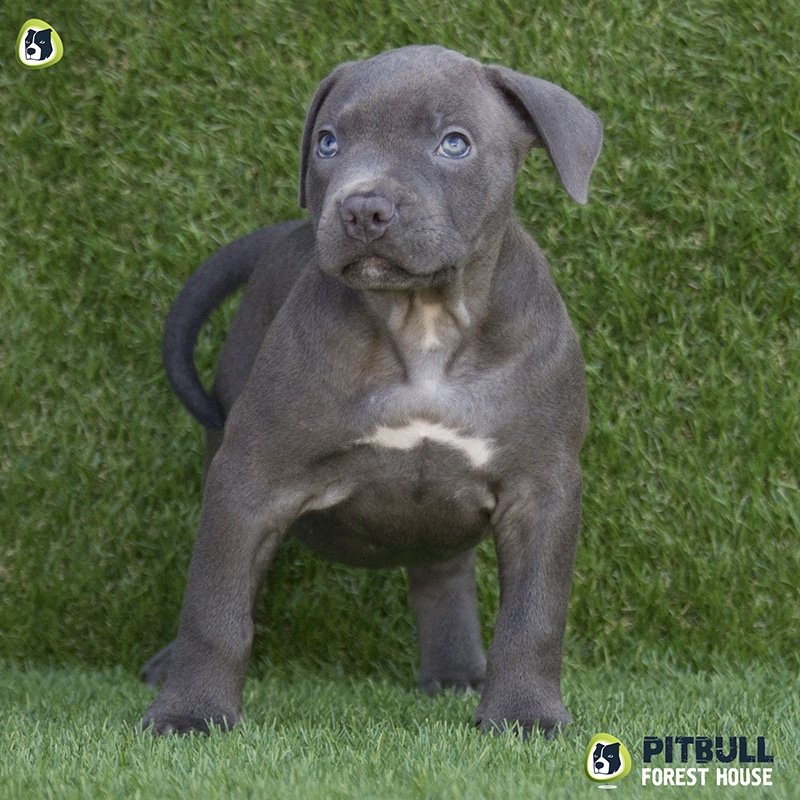 pitbull forest house