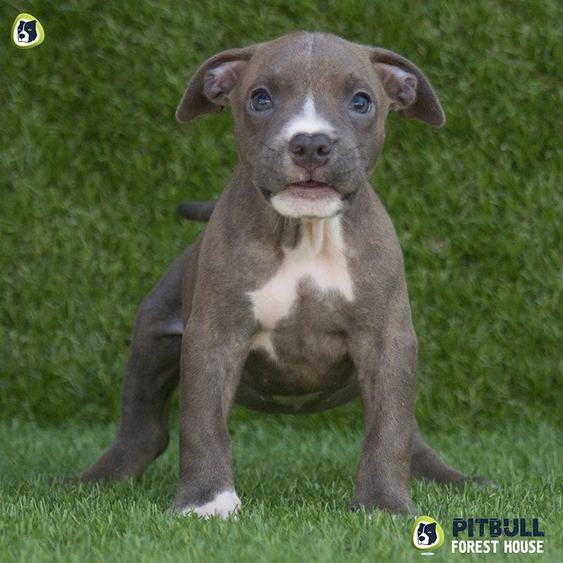 pitbull forest house
