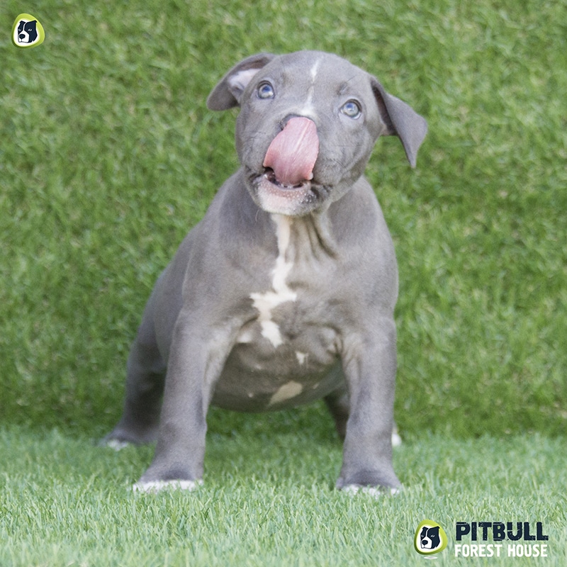 pitbull forest house