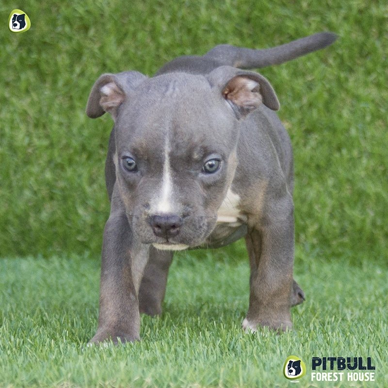 pitbull forest house