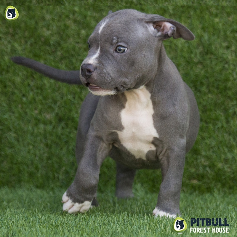 pitbull forest house