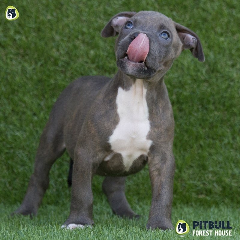 pitbull forest house