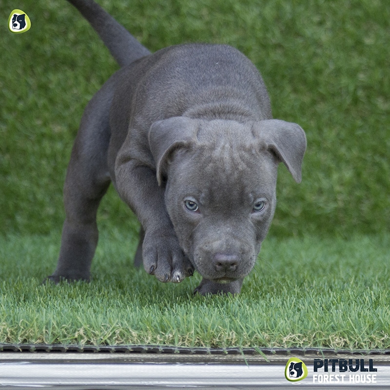 pitbull forest house