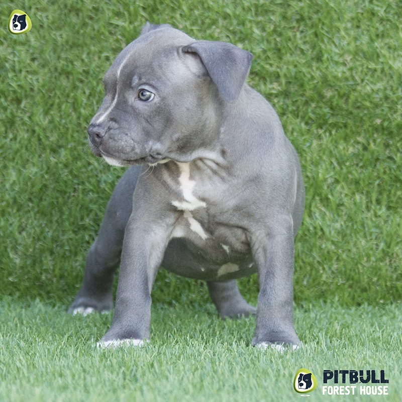 pitbull forest house