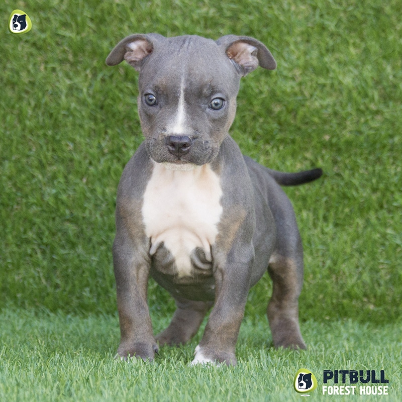 pitbull forest house