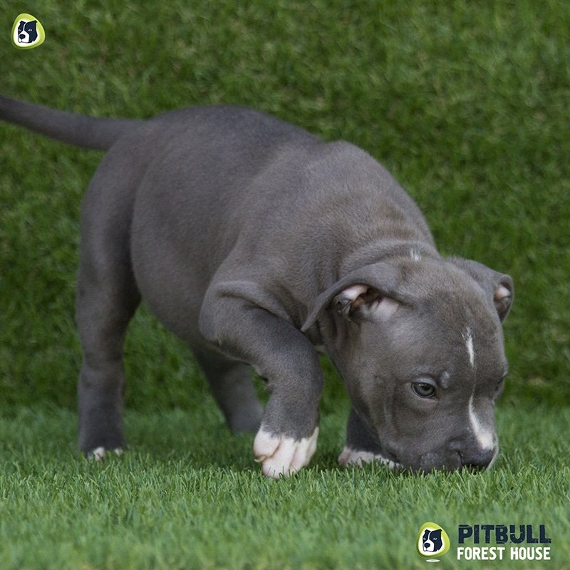 pitbull forest house