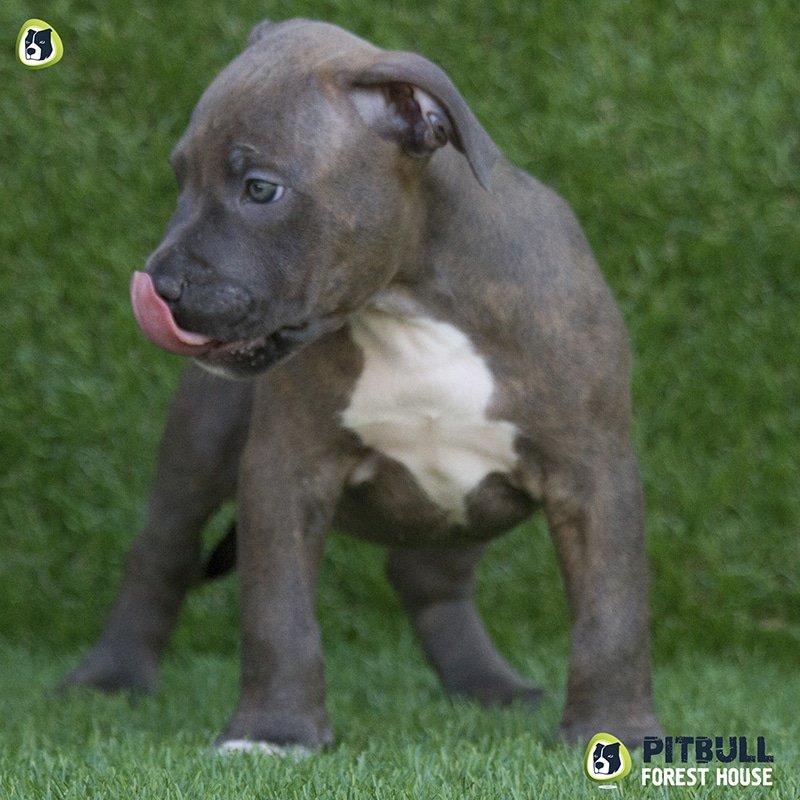 pitbull forest house