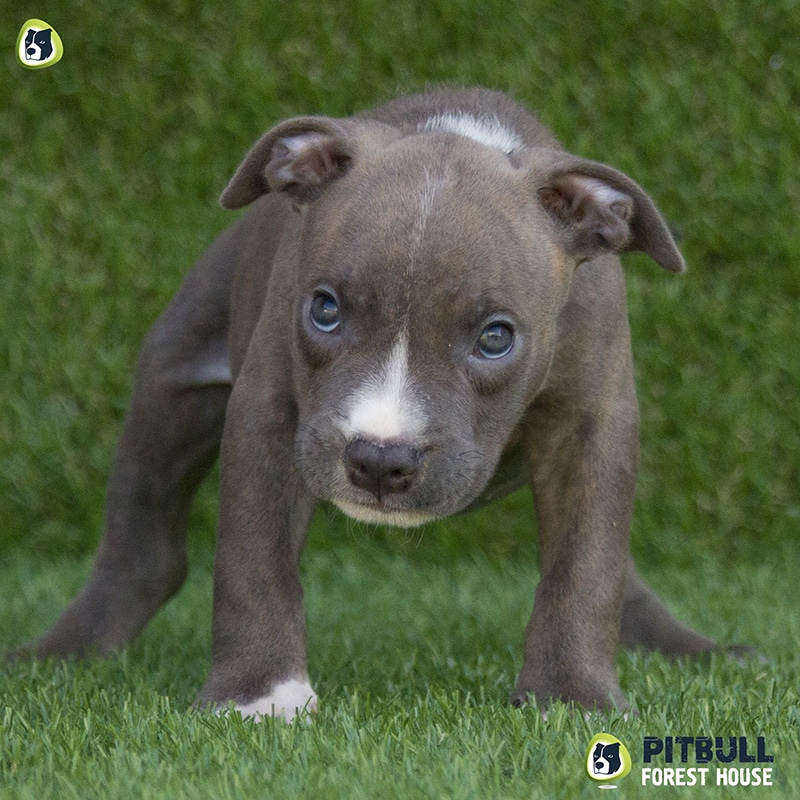 pitbull forest house