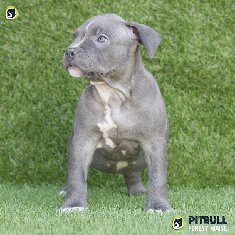 pitbull forest house