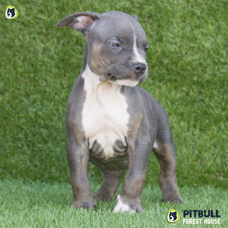 pitbull forest house